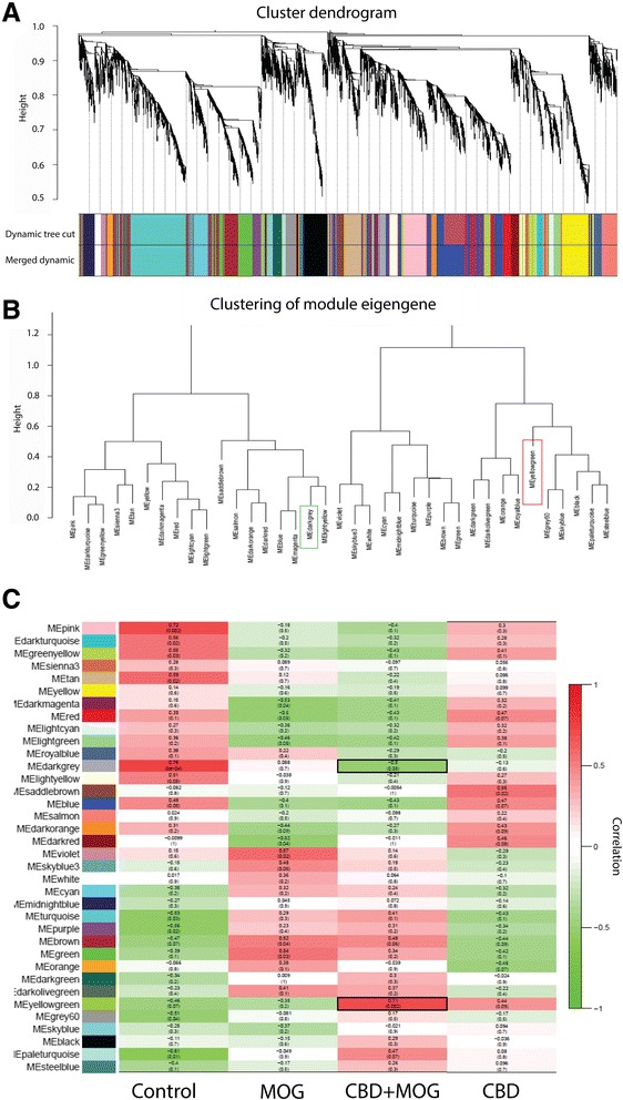 WGCNA-clustered gene modules and their correlation to CBD effect in MOG35-55-stimulated TMOG cells. WGCNA analysis identifies distinct modules of coexpressed genes. a Dendrogram showing topological overlap of genes and their relation to modules which are color-coded below. b clustering of resulting modules. Color frames indicate the main modules that are positively (red frame) and negatively (green frame) correlated to CBD effect in MOG35-55-stimulated TMOG. c module-trait relationship plots showing Spearman’s correlation between module principal components (a.k.a. module eigengenes [ME]; in color-coded rows) and the treatments. The top value in each square represents the correlation coefficient between the ME and the treatment. The bottom value in parentheses is the relevant p value. Modules highly correlated with CBD+MOG35-55 treatment are emphasized using black frames