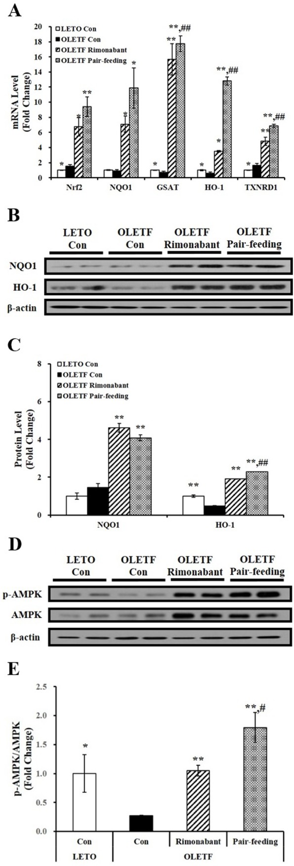 Effects of rimonabant on Nrf2 and its downstream gene expression and AMPK phosphorylation in rat livers.(A) Hepatic Nrf2 and antioxidant-responsive element (ARE)-mediated NQO1, HO-1, GSTA, and TRNRD1 gene expression were determined by RT-PCR, normalized for all samples to ribosomal RNA (18S) level, and expressed as fold change compared to LETO control rats (LETO Con). Representative western blots for NQO1, HO-1, and β-actin (B) and p-AMPK, AMPK, and β-actin (D). The density of signal was quantified and normalized by β-actin (C) or AMPK (E). Data are expressed as mean ± SEM (n = 4–5 per group). *P < 0.05; **P < 0.01 compared to OLETF control rats (OLETF con). #P < 0.05; ##P < 0.01 compared to rimonabant-treated OLETF rats (OLETF rimonabant).