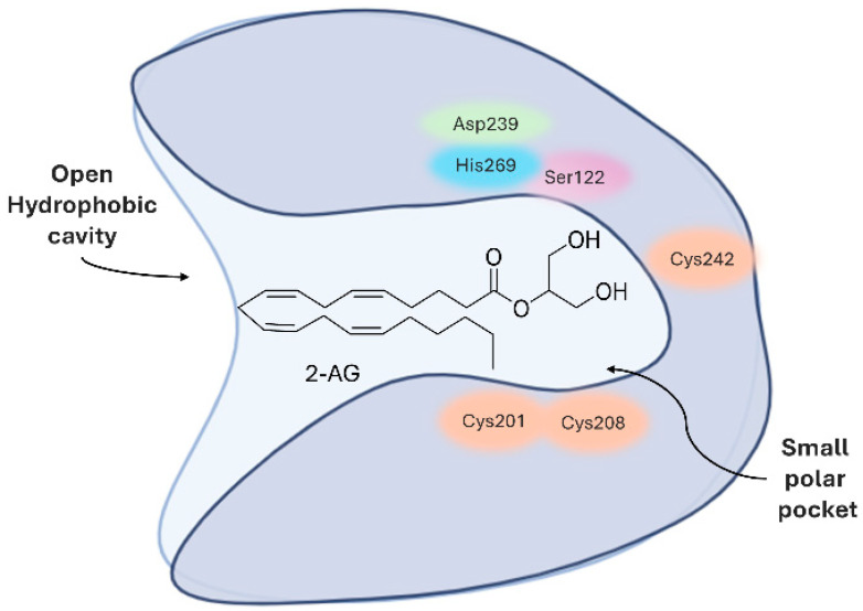 Representation of MAGL catalytic site.