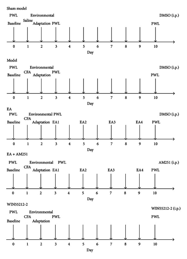 Experimental protocol: 60 rats were used with 12 rats each in 5 groups.
