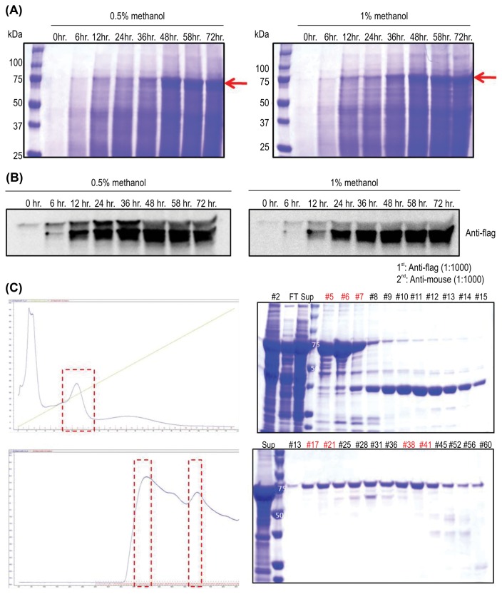 Expression levels of CB1 protein in Pichia pastoris. Expressed proteins were analyzed over time at various methanol concentrations (0.5 and 1.0%). Expressed protein level was determined by (A) Coomassie blue staining and (B) western blot. (C) The protein was purified using a Ni-column (upper panels, number: fraction number, FT: flow-through, Sup: supernatant, lane 4: size marker) and gel chromatography (lower panels, Sup: supernatant, lane 2: size marker, number: fraction number). The CB1 protein size is 75 kDa.