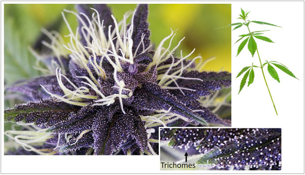 Female inflorescence of cannabidiol-rich Medi-Charlotte cannabis cultivar. Magnified inset shows glandular trichomes (white dots noted at arrow). GHM Genetic Development, Amsterdam, The Netherlands (2018).