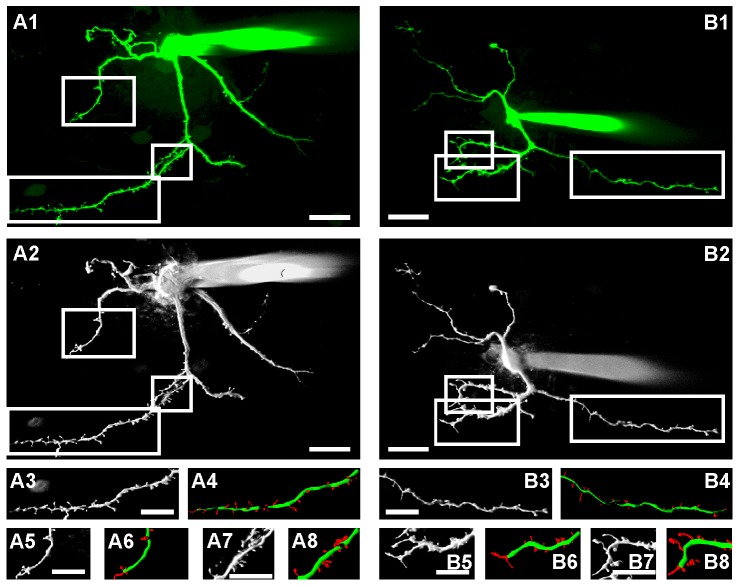 3D reconstruction of dendritic spines of GABAergic neurons.(A, B) Representative examples of calcein filled GABAergic neurons from a sham-operated mouse (A) and a CCI-operated mouse (B). (A1, B1) 2D projection of original images of filled neurons (scale bars: 20 µm, left = caudal, right = rostral). (A2, B2) Shadow projection of same neurons. (A3, A5, A7, B3, B5, B7) dendritic segments at higher magnification (scale bars: 5 µm). (A4, A6, A8, B4, B6, B8) color coded reconstruction of dendritic spines (red) for morphological analysis (scale bars: 5 µm).