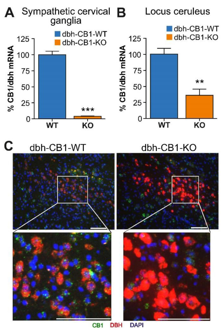 Characterization of mice lacking the CB1 receptor in dbh expressing cells. (A) qPCR analysis of CB1/dbh ratio mRNA levels in the superior cervical ganglia (n = 5). (B) qPCR analysis of CB1/dbh ratio mRNA levels in brain punches (0.5 mm diameter) from the locus ceruleus brain region with surrounding tissues. Data are mean ± SE of n = 3–4 samples. (C) Double fluorescent in situ hybridization in locus ceruleus. Green: CB1 receptor, Red: DBH, Blue: DAPI. Scale bar = 50 μm. For (A,B), Student t-test; ** p ≤ 0.01, *** p ≤ 0.001.