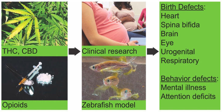 Schematic representations of drug use/abuse during pregnancy and birth outcomes. In utero exposure to Δ9-tetrahydrocannabinol (THC), cannabidiol (CBD) or opioids leads to congenital malformations and behavioral changes in babies. Exposure to cannabinoids or opioids during zebrafish development produced similar defects in embryos.