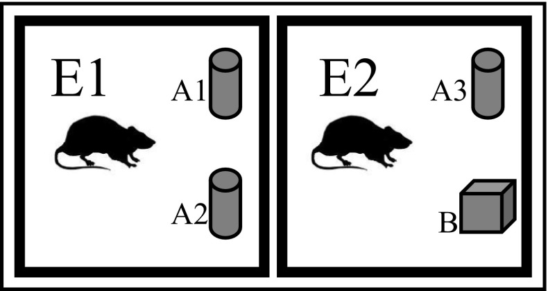 Novel-object discrimination test (NOD) layout on the Perspex box. The diagram shows the arrangement of the rat, familiar objects (A1, A2, A3), and novel object (B) in the perspex box during first exposure (E1) and second exposure (E2)