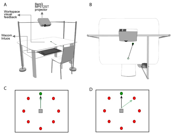 Perspective (A) and top view (B) of the experimental setup. Subjects were seated approximately 25 cm in front of a table with both hands occluded to vision. Movement trajectories were recorded through a digitizing tablet (Intuos Pro, Wacom, Saitama) located at waist height at the lower part of the table. We used a projector (BenQ MP512ST, Texas Instruments, Taoyuan, Taiwan), mounted 55 cm above the table, to display the behavioral tasks. The size of the projection was 46 ϗ 61 cm; data were sampled and stimuli displayed at 100 Hz. Prior to the experiment, we adjusted the seat in order to ensure that the distance between the center of the projection and the eyes of each participant was approximately 40 cm. (C) Visuomotor task. A centered home position (gray square) and eight circles (red) are projected over the surface, arranged in a circle. For each trial, a target appeared inside one of these eight circles (green circle). (D) During the Rotation and Rotation Strategy phases, the visual feedback (black arrow) of actual center–out reaching movements (green arrow) deviate by 45 degrees in a counter-clockwise direction.