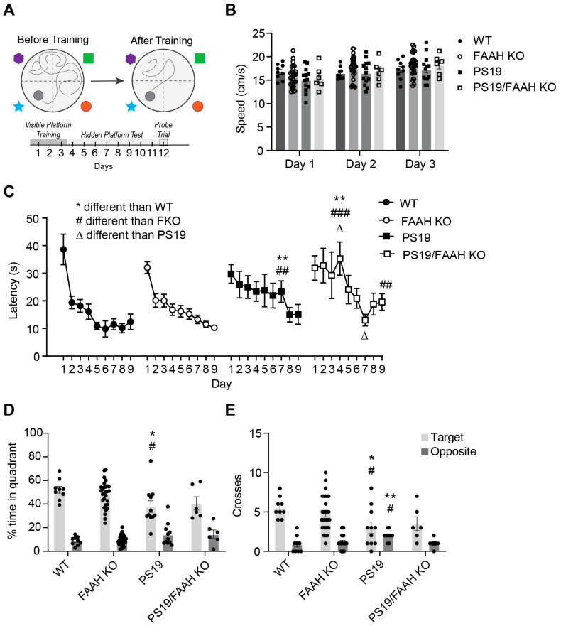 Loss of FAAH does not protect against cognitive decline in PS19 mice. (A) Experimental design. (B) Swim speed in WT, FAAH−/−, PS19, and FAAH−/−/PS19. (C) Acquisition of spatial learning. Escape latencies during acquisition in WT, FAAH−/−, PS19, and FAAH−/−/PS19 mice. (D,E) Spatial memory retention during 1 min probe trial, % time in target or opposite quadrant (D) or number of crosses of the target location (E) in WT, FAAH−/−, PS19, and FAAH−/−/PS19 mice. Target indicates the quadrant where the platform had been located versus the opposite quadrant. N = 6–29 per group (genotype, treatment). Data are shown as means (± SEM) of 4 trials per day in a Morris water maze. * p < 0.05, ** p < 0.01, comparison to WT. # p < 0.05, ## p < 0.01, ### p < 0.001, comparison to KO. Δ p < 0.05, comparison to PS19.