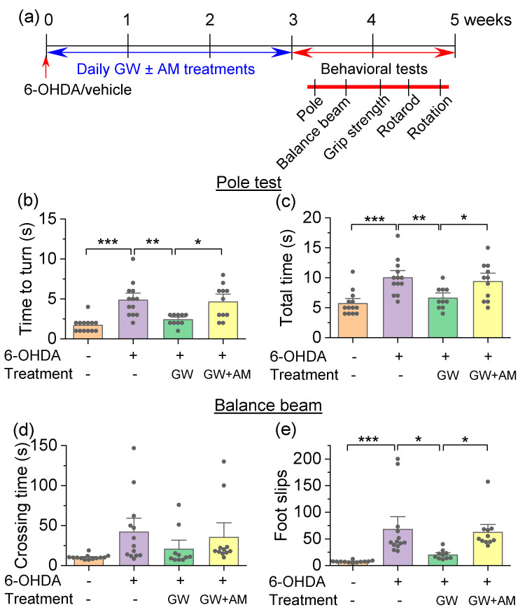 GW842166x (GW) treatment attenuated 6-OHDA-induced motor deficits in the pole test and balance beam test. (a) Timeline of 6-OHDA injection, drug treatments, and behavioral tests. (b,c) In the pole test, mice injected with 6-OHDA took more time to reorient downwards (Tturn; *** p < 0.001, n = 13–13) and to descend the pole (Ttotal; *** p < 0.001, n = 13–13) compared with control mice. GW treatment prevented the prolongation of Tturn (** p = 0.004, n = 10–13) and Ttotal (** p = 0.007, n = 10–13) induced by 6-OHDA injection. The protective effects of GW were prevented by co-treatment with AM630 (AM) (Tturn, * p = 0.014; Ttotal, * p = 0.044, n = 10–11). (d) In the balance beam test, the average time to cross the beam was not significantly affected by 6-OHDA injection, chronic GW treatment, or co-treatment with GW and AM (p > 0.05, n = 10–13). (e) The number of foot slips from the beam was significantly increased in the 6-OHDA group relative to control (*** p < 0.001, n = 13–13), the increase in foot slips was attenuated by GW treatments (* p = 0.011, n = 10–13), and AM co-treatments prevented the effect of GW (* p = 0.039, n = 10–11).