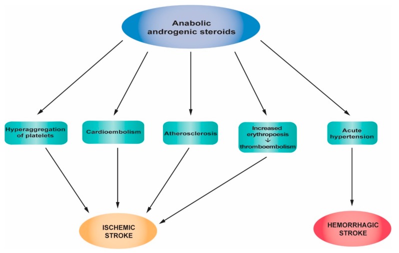 Pathophysiological mechanisms of strokes associated with anabolic androgenic steroid abuse.