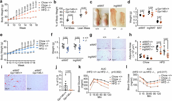 GPR146 promotes HFD-induced obesity in mice.a Body weight of male Gpr146+/+ and Gpr146–/– littermates fed chow or HFD as indicated (n = 10–15 mice per group). b Magnetic resonance imaging (MRI) analysis of fat mass and lean mass of male Gpr146+/+ and Gpr146–/– littermates fed HFD for 3 months (n = 8 mice per group). c Representative images of eWAT and ingWAT depots from male Gpr146+/+ and Gpr146–/– littermates fed HFD for 3 months. d Weights of eWAT, ingWAT, and BAT depots from male Gpr146+/+ and Gpr146–/– littermates fed HFD for 3 months (n = 8 mice per group). e Body weight of female Gpr146+/+ and Gpr146-/- littermates fed chow or HFD as indicated (n = 9-14 mice per group). f Weights of eWAT and ingWAT depots from female Gpr146+/+ and Gpr146-/- littermates fed HFD for 3 months (n = 8 mice per group). Representative images of haematoxylin and eosin (H&E)-stained eWAT and ingWAT sections (g) and mean area of adipocytes (h) from male mice fed HFD (n = 8 mice per group). Representative images of (H&E)-stained eWAT with Crown-like structure (CLS) indicated by red arrows (i) (n = 8 mice per group). Quantification of CLSs per 100 adipocytes (j). Plasma glucose during glucose tolerance test (k) and insulin tolerance test (l) (n = 7–10 mice per group). Bars in (a, e, f, j, k and l) indicate mean± s.e.m.; bars in (b, d and h) indicate mean ± s.d.. Statistical analyses were performed using two-sided unpaired t tests (b, d, f, h, j) or two-way ANOVA (a, e), with P values or adjusted P values indicated. For panel k and l, AUC was calculated and compared between HFD-fed Gpr146+/+ and Gpr146–/– mice using two-sided unpaired t test with P values indicated. Source data are provided as a Source Data file.