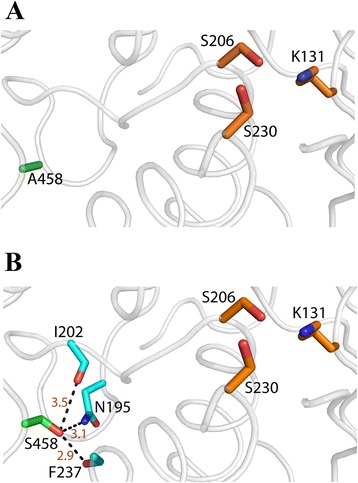 Modeled structural environments of the disease-causing mutations in FAAH2. Modeled structure of human FAAH2. The protein backbone is shown as a cartoon (white) with the side chains of A458 (green) and the catalytic triad residues (K131, S206, S230; orange) shown as sticks. (B) Additional interactions formed by the p.Ala458Ser mutation. Potential hydrogen bonds are observed between the side chain of Ser458 (green sticks) and the side chain of N195 or the carbonyl oxygens of I202 and F237 (cyan sticks). Distances in angstroms between interacting atoms are shown in dark red.