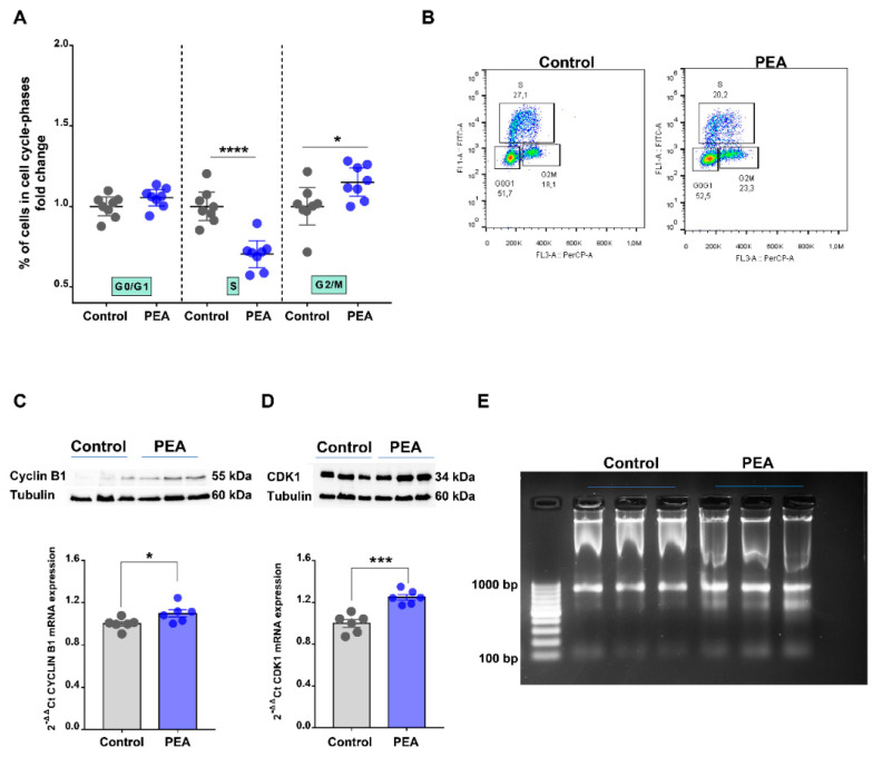 Palmitoylethanolamide induces cell cycle arrest. (A) Cell cycle analysis of HCT116 cells treated or not with ultramicronized palmitoylethanolamide (PEA, 30 μM, 24 h) by flow cytometry. Results are expressed as fold change of the cells in each cell cycle phase (n = 8). Values are expressed as means ± SEM; * p < 0.05 and **** p < 0.0001 vs. control (Student’s t-test). (B) Representative density plots and cell percentage, indicating the G0/G1, S and G2/M phase distribution of HCT116 cells treated or not with um-PEA (30 μM, 24 h). (C) Gene and protein expressions of cyclin B1 and (D) cyclin-dependent kinase 1 (CDK1) in HCT116 cells, alone or in the presence of PEA (30 μM, 24 h). Gene expression was measured by reverse transcription quantitative polymerase chain reaction (RT-qPCR) and calculated by using the 2-ΔΔCt formula (n = 6), whereas protein expression was evaluated by Western blot analysis and normalized to the housekeeping protein α-tubulin (n = 3). Values are expressed as means ± SEM; * p < 0.05 and *** p < 0.001 vs. control as assessed by Student’s t-test. (E) Detection of DNA ladder in HCT116 treated (um-PEA) or not (ctrl) with um-PEA (30 μM, 24 h) by standard agarose gel electrophoresis. The first lane represents the standard molecular size marker. Detailed information about Western Blot can be found at Supplementary Materials.