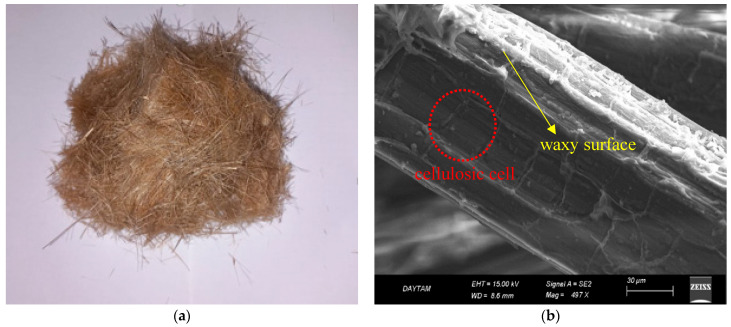 (a) Physical appearance of HF. (b) SEM image of HF.