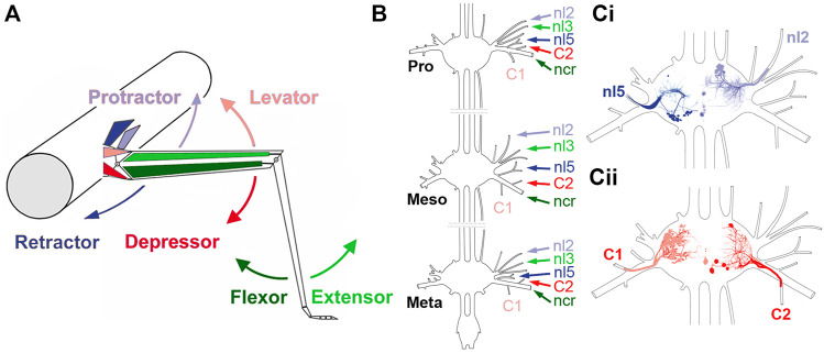 Summary of the stick insect leg segments, with an overview of the thoracic ganglia and relevant nerves. (A) Schematic representation of the middle leg and the mesothoracic body-segment, with the location of the muscles responsible for the movement direction that is depicted by the arrows. (B) Sketch of the three thoracic ganglia in the stick insect and the location of the relevant leg nerves that are being recorded in this study (Pro: prothorax, Meso: mesothorax; Meta: metathorax). (Ci,Cii) Sketches of a mesothoracic ganglion, showing the location of motor neurons of protractor (nl2) and retractor coxae (nl5) motor neurons (Ci), and levator (C1) and depressor trochanteris (C2) that project through the respective lateral leg nerves.