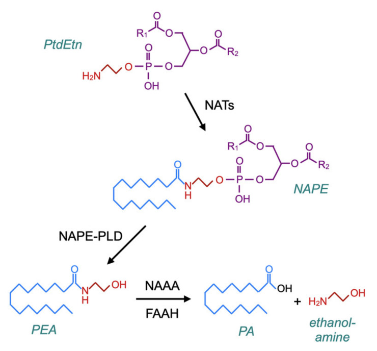The canonical pathway for the synthesis of PEA via N-acyltransferases (NATs) and N-acylphosphatidylethanolamines (NAPE)–phospholipase D. The catabolism of PEA is also shown in the figure, which is based upon Figure 2 of [84] and Figure 1 of [86].