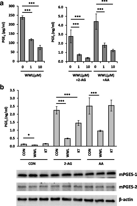 WWL70 inhibited PGE2 production in LPS-activated BV2 cells. Cells were treated with LPS (0.1 μg/ml) for 18 h to activate PGE2 biosynthesis before replacement with fresh DMEM containing (a) 10 μM 2-AG or AA and WWL70 (1 or 10 μM) or (b) 10 μM 2-AG or AA and WWL70 (10 μM) or KT182 (100 nM). The culture medium after 30 min incubation was employed PGE2 EIA. Using the microsome fraction, mPGES-1, mPGES-2, and β-actin protein expression after 30 min incubation with different treatment conditions was examined by western blot as shown below the EIA results. Data are represented as mean ± SD (n = 3). Single and triple asterisks denote p < 0.05 and 0.001, respectively