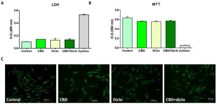 Biocompatibility assessment of CBD, DFNAC, and their combination on human dermal fibroblasts (HDFs). (A) Lactate dehydrogenase (LDH) assay evaluating cell membrane integrity. LDH release is expressed as optical density (OD490 nm), with higher values indicating increased cytotoxicity. The cytotoxic control represents maximum LDH release. Reference subtraction was performed. (B) MTT assay assessing cellular metabolic activity. Cell viability is expressed as optical density (OD550 nm), proportional to the number of metabolically active cells. The cytotoxic control shows a marked reduction in viability. (C) Live/dead fluorescence imaging of HDF cells after exposure to the tested compounds. Viable cells are stained green (calcein-AM), while dead cells are stained red (ethidium homodimer). Representative images show preserved cell morphology and a predominance of viable cells in all treated groups (>60% at 32 µg/mL, >85% at 3.906 µg/mL), comparable to the control. Overall, the results indicate that CBD, DFNAC, and their combination maintain high cell viability with minimal cytotoxic effects at the tested concentration. Background correction was performed by subtracting the reference absorbance values from the corresponding measurement values.