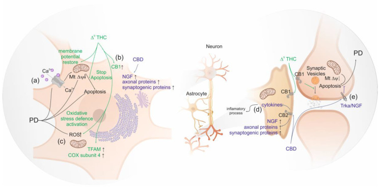 Neuroprotective mechanisms in Parkinson’s disease activated by phytocannabinoids. (a) The dysregulation of intracellular Ca2+ levels result in excitotoxicity which results in mitochondrial depolarization. CB1 activation restores membrane potential; (b) Activation CB1 promotes gene expression of cannabinoid receptor 1 (CNR1) reducing neurotransmitters release; (c) Increasing levels of reactive oxygen species (ROS) promote the formation of protein toxic oligomers. CB1 activation decrease ROS levels by expressing mitochondrial transcription factors (TFAM) and restoring mitochondrial DNA levels; (d) CB2 activation decrease pro-inflammatory cytokines release; and (e) CB2 activation inhibit apoptosis by nerve growth factor receptor (NGF) also known as Tropomyosin receptor kinase A (TRKA).