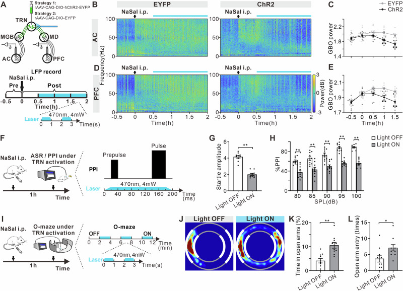 Optogenetic activation of TRN induces changes in cortical GBO and alterations in auditory function and emotional state.A Schematic diagram of LFP recording and optogenetic activation of TRN GABAergic neurons and timeline of drug treatment, LFP recording and optogenetic activation. Example temporal-spectrograms of LFPs in the AC (B) and PFC (D). Function of mean GBO power against time in the AC (C) and PFC (E) of NaSal-treated mice. Error bars: SEM. **p < 0.01 comparing between EYFP and ChR2 groups, two-way ANOVA with Sidak multiple comparisons test, n = 10 mice per group. F Schematic diagram of ASR/PPI test and TRN optogenetic activation. G Startle amplitude to acoustic stimuli at 120 dB with or without TRN activation. H. %PPI with different volumes of prepulse from 80 to 100 dB. **p < 0.01, unpaired t-test or two-way ANOVA with Sidak multiple comparisons test, n = 10 mice per group. ISchematic diagram of O-maze test and TRN optogenetic activation, consisting of six 2-min epochs with alternating light manipulation (OFF-ON-OFF-ON-OFF-ON). J Representative occupancy heatmap showing spatial location in the O-maze with or without TRN activation. K Time spent in open arms in the O-maze test. L Number of entries into open arms in the O-maze test. *p < 0.05, **p < 0.01, unpaired t-test, n = 10 mice per group.