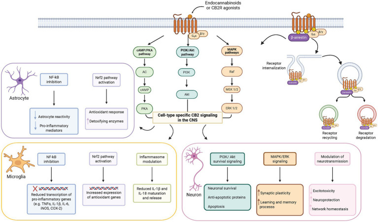 Diagram illustrating CB2 receptor signaling pathways activated by endocannabinoids or agonists, including cAMP/PKA, PI3K/Akt, and MAPK cascades, leading to anti-inflammatory and antioxidant effects, inflammasome modulation, receptor internalization, recycling, and degradation.
