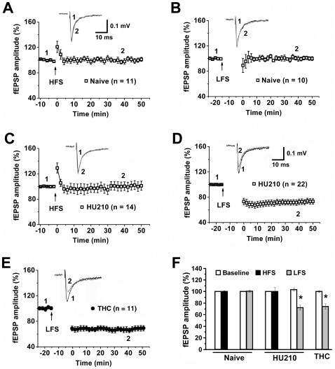 Cannabinoids facilitate LTD induction in the VTA.(A) HFS failed to induce LTP in naïve rat VTA. (B) LFS failed to induce LTD in naïve rat VTA. (C) HFS failed to induce LTP from the VTA of HU210-treated rats. (D) LFS induced LTD from the VTA of chronic HU210-treated rats. (E) LFS induced LTD from the VTA of chronic THC-treated rats. (F) Summary of LTD induction under various conditions. * p<0.01 versus baseline.