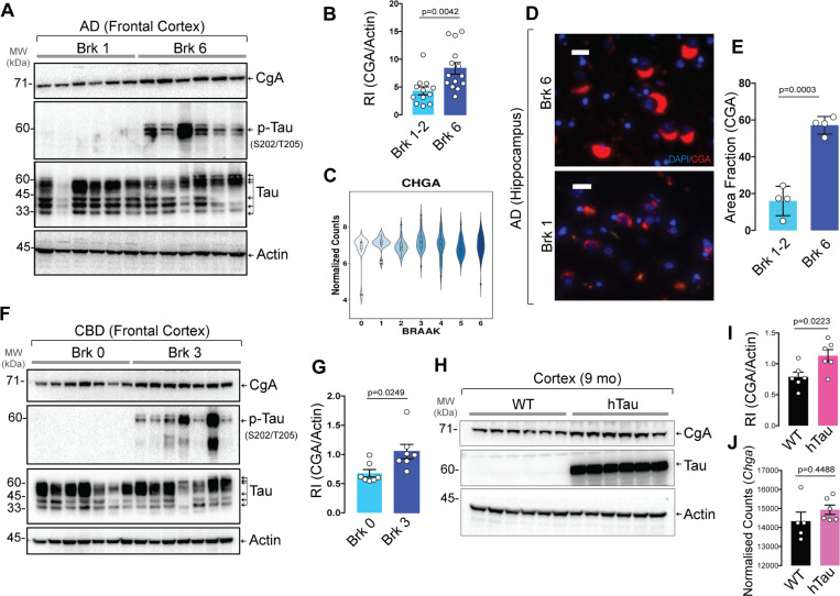 Augmented CgA protein levels in AD and CBD patient samples and P301S hTau transgenic mice (PS19).A. Representative Western blot (WB) of postmortem frontal cortex extracts showing levels of CgA, p-Tau, total Tau and Actin in six Braak stage 6 (Brk 6) and Braak stage 1/2 (Brk 1/2) postmortem patient frontal cortex lysates.B. Quantification of WB in (A) and other samples (Brk 0–2, n=12; Brk6, n=14) (t=3.19, df=22.32).C. Quantification of CHGA (gene encoding CgA) transcript levels of patient samples from all six Braak stages. The RNAseq data was obtained from publicly available AD-AMP dataset.D. Representative immunofluorescence (IF) images showing CgA signalin the hippocampus of Brk 6 and Brk 1–2 samples. Scale bar = 20 mmE. Image J quantification of the immunoreactive CgA in the hippocampus shown as area fraction (%) of total hippocampus (n=4 per group) (t=8.845, df=4.889).F. WB of frontal cortex lysates of CBD and normal control patients showing levels of CgA, pTau, Tau and actin.G. Quantification of CgA levels in WB shown in F, normalized to actin levels (n=7 per group) (t=2.687, df=9.028).H. WB of frontal cortex lysates of WT and hTau mice for CgA, Tau and actin.I. Quantification of WB shown in H for CgA levels, normalized to actin levels (n=6 per group) (t=2.728, df=9.455).J. Transcript level of CgA in WT (n=5) and hTau mice (n=6) (t=0.8106, df=5.947).P-values were calculated using unpaired two-tailed T-test with Welch’s correction.