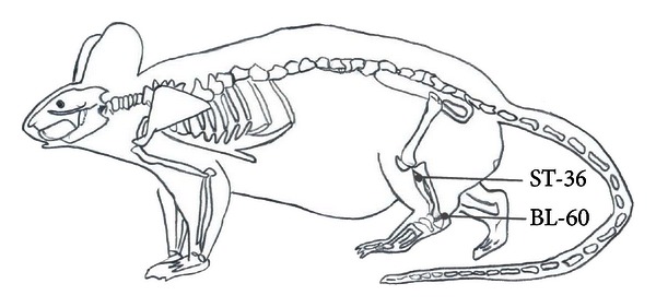 Schematic diagram indicating the selected acupoints, Kunlun (BL 60) and Zusanli (ST36), which correspond to the equivalent acupoints in humans.