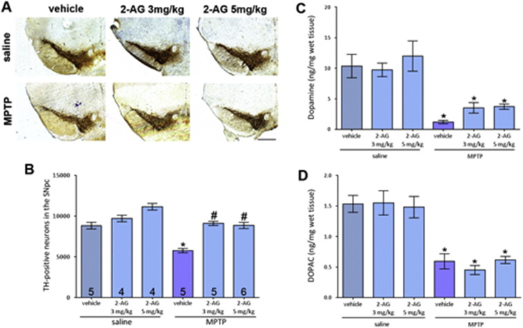 Effect of two doses of 2-AG on nigral MPTP neurotoxicity. (A) Representative photomicrographs of TH-stained SN sections following treatment with 3 mg/kg or 5 mg/kg 2-AG with either saline or MPTP (scale bar is 200 μm). (B) Both doses of 2-AG similarly attenuated MPTP-induced loss of TH-positive neurons but the protective effect did not translate to protection of striatal dopaminergic fibres (C) or striatal dopamine content (D). Data are mean ± SEM, n — numbers displayed on bars. One-way ANOVA: F(5, 23) = 3.998, p = 0.0093. * p < 0.05, compared to equivalent saline-treated group; # p < 0.05, compared to vehicle and MPTP group (Newman–Keuls post hoc test).