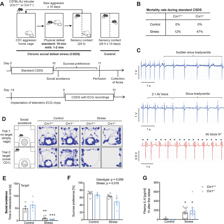 Cnr1−/− mice show increased mortality rates during standard CSDS.A Experimental setup for standard and mild CSDS. B Mortality rates of mice during standard CSDS. C Exemplary traces of ECG recordings of two Cnr1−/− mice that died during standard CSDS exposure. Top panel: example of a mouse with sudden development of sinus bradycardia. Middle panel: initial sinus rhythm (beat 1–2) with development of a short period of 2:1 atrioventricular (AV) block (beat 3–5), devolving into sinus bradycardia. Lower panel: development of a total AV block (third degree, III°). Note the complete dissociation of atrial (P wave, indicated by stars) and ventricular (QRS complex) signals. D Representative heatmap visualisation of the social avoidance test, illustrating the position of mice during the two trials of the test. E Social avoidance behaviour, measured as interaction time with a target CD1 mouse in surviving mice after standard CSDS (stress: F(1,16) = 54.43, p < 0.0001). F Anhedonia was measured in the sucrose preference test (stress: F(1,15) = 7.31, p = 0.016; genotype: F(1,15) = 4.31, p = 0.056). G Plasma IL-6 was measured 1 h after the first 10 min stress exposure (stress: F(1,26) = 14.98, p = 0.0007; the outlier in the Cnr1−/− stress group (607 pg/ml) was not included during statistical analysis). Data were analysed by two-way ANOVA followed by Bonferroni post-hoc test for multiple comparison. Post-hoc significances shown in graph: *p < 0.05 vs. Cnr1+/+ of the same condition; +p < 0.05 vs. control of the same genotype.