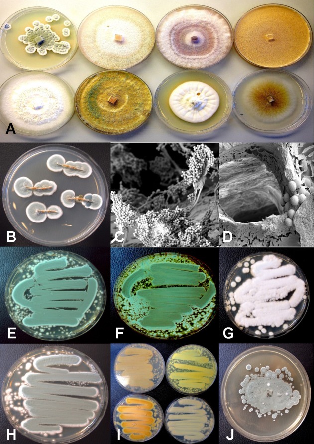 Colony morphology of endophytic fungi and contaminant fungi recovered from cannabis tissues. All colonies were grown potato dextrose agar. (A) Endophytic fungi recovered from surface-sterilized stems, petioles, and nodal segments after 10 days of growth in culture. From left to right (top row) are Penicillium chrysogenum, Fusarium oxysporum, F. oxysporum, and a Fusarium sp. Bottom row—Trametes (Polyporus) versicolor, Trichoderma harzianum, Simplicillium lanosoniveum, and Chaetomium globosum. (B) Emergence of Penicillium olsonii from stem pieces following surface-sterilization, indicating that internal colonization of tissues had occurred. (C, D) Scanning electron micrographs of dissected pith tissues from cannabis stems showing profuse sporulation of P. olsonii and spores adjacent to parenchyma pith cells. (E–H) Cultures of Penicillium species streaked out from swab transfers made from pure cultures originating from cannabis buds and incubated for 96 h to show colony color development. (E) Penicillium spathulatum. (F) Penicillium citrinum. (G) Penicillium simplicissimum. (H) Penicillium olsonii. (I) The underside of colonies of the same four Penicillium species after growth for 96 h. The unique colors of these species could be used for preliminary identification purposes. (J) Colony of Aspergillus sydowii after 2 weeks of growth originating from cannabis bud tissue.