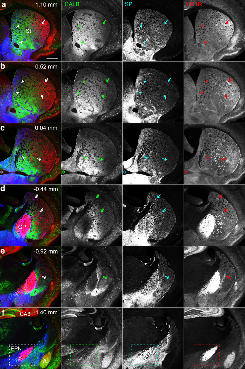CLSM images of triple-labeled immunohistochemistry for CALB, SP, and CB1R in coronal sections containing the basal ganglia. a–f, Pseudocolor images consist of CALB (green), SP (blue), and CB1R (red) immunoreactivities, which are shown separately in the right panel. Arrows, arrowheads, and crossed arrows indicate lSP/hCB1R-immunoreactive, hSP/lCB1R-immunoreactive, and hSP/hCB1R-immunoreactive striosomes, respectively. In CALB immunostaining, striosomes are shown as unstained islands. The number at the top right of each image represents the distance from bregma. The rectangle in f indicates the EPN, which is characterized by intense CB1R and SP labeling. The asterisk in c indicates the position where the anterior commissure crosses the midline. A, Amygdala; CA3, CA3 region of the hippocampus; St, striatum. Scale bar, 600 μm.