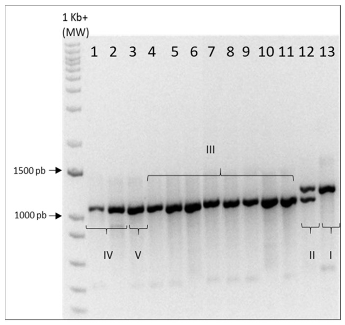 Chemotype determination. The respective chemotypes are indicated for each genotype (I–V). From left to right the genotypes are: 1, Santhica 27; 2, Bernabeo; 3, Ermo; 4, Fibranova; 5, Eletta Campana; 6, Futura 75; 7, Carmagnola; 8, Carmaleonte; 9, Codimono; 10, C.S.; 11, Fibrante; 12, CINRO; 13, CINBOL.