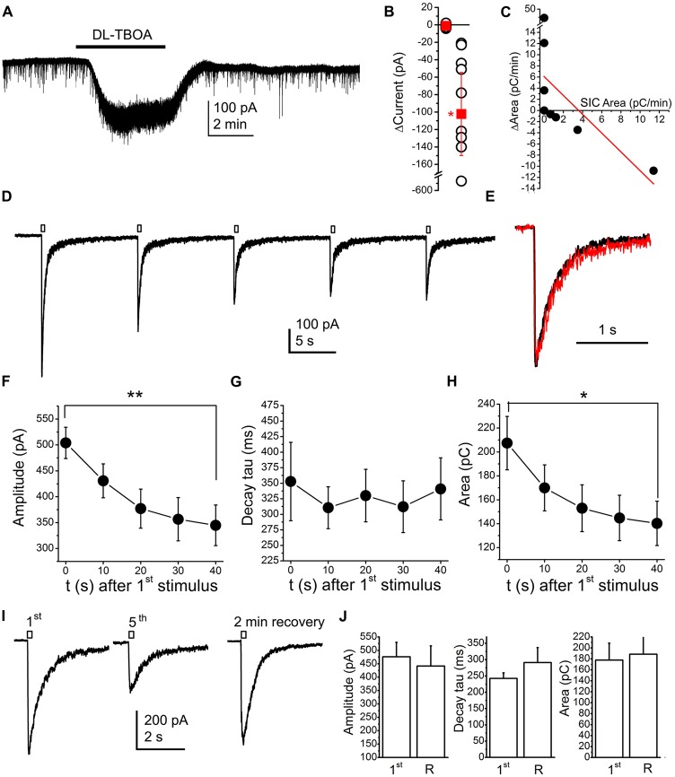 Application of the glutamate transporter inhibitor DL-threo-β-Benzyloxyaspartic acid (DL-TBOA; 100 μM) or glutamate uncaging (100 μM MNI-caged-glutamate) models accumulating neuromodulatory actions. (A) A representative trace of DL-TBOA application. (B) Statistical summary of inward currents elicited by TBOA (first dataset: spontaneous fluctuations of the holding current, second dataset: changes elicited by TBOA; hollow circles: individual data; red squares: average ± SEM; *p < 0.05) (C) Changes of the area with TBOA (“ΔArea”) plotted against area of SICs under control conditions (“SIC Area”; black dots: individual data, red line: linear fit; n = 9). (D) Result of repetitive glutamate uncaging in the presence of the AMPA receptor inhibitor 2,3-dihydroxy-6-nitro-7-sulfamoyl-benzo[f]quinoxaline-2,3-dione (NBQX; 10 μM), on a voltage clamp record. (E) The first (black) and fifth current (red) elicited by glutamate uncaging after amplitude alignment. (F–H) Statistical summary of changes of amplitude (F), decay tau (G) and area (H) of currents elicited by repetitive glutamate uncaging (n = 10; *p < 0.05; **p < 0.01). (I) Representative current traces of the currents elicited by the first and fifth glutamate uncaging, and the current trace after stopped perfusion and 2 min of recovery. (J) Statistical summary of the amplitude, decay tau and area of currents elicited by glutamate uncaging at the first time (“1st”) and after a train of uncaging and 2 min of recovery with stopped perfusion (“R”; n = 5).