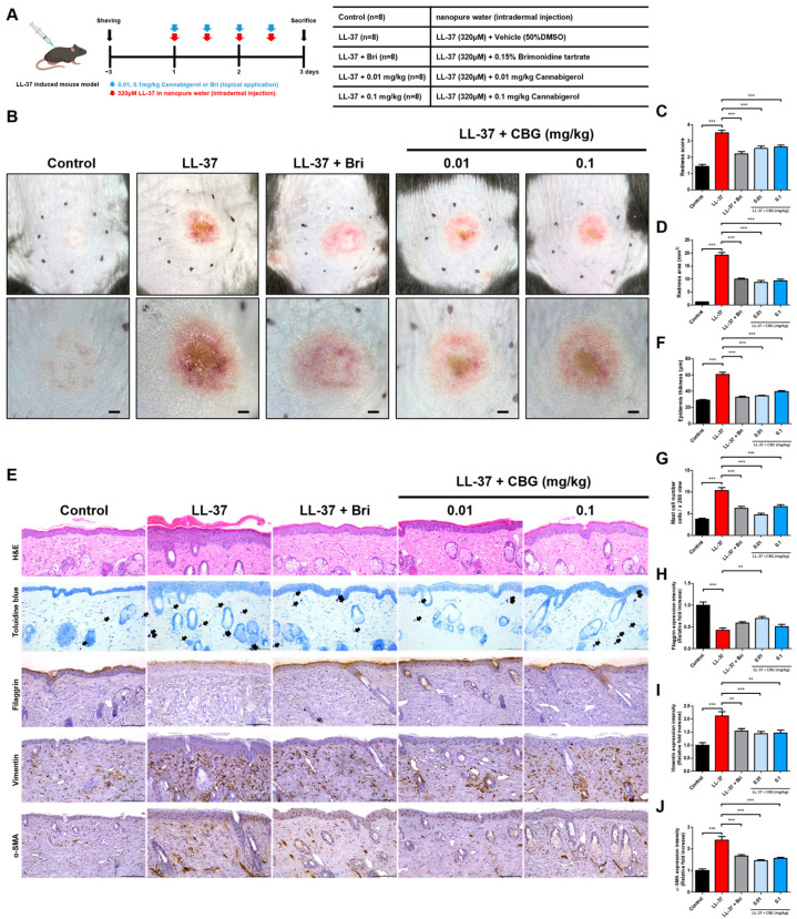 Clinical and histological evaluation of rosacea-like inflammation after topical CBG treatment. (A) Experimental schedule and group allocation in LL-37-induced rosacea-like mouse model (n = 8/group). (B) Representative clinical images of the dorsal skin taken after sacrifice. Upper panel: captured by camera; lower panel: dermoscopic view. Scale bars = 1 mm. (C) Redness score was assessed based on clinical images by three blinded dermatologists using a 0–4 scale. (D) Quantification of the redness area using ImageJ software (version 1.54f). (E) Representative mouse skin tissue sections stained with H&E, toluidine blue, and immunohistochemistry for filaggrin, vimentin, and α-SMA. Purple-stained dermal mast cells are shown. Scale bar = 100 μm (200× magnification; arrows indicate mast cells). (F) Quantitative analysis of epidermis thickness from H&E-stained sections. (G) Quantification of mast cell numbers based on toluidine blue staining. (H–J) Quantitative analysis of IHC staining for filaggrin (H), vimentin (I), and α-SMA (J). All data are shown as the mean ± SEM (n = 8). Statistical analysis was performed using one-way ANOVA ** p < 0.01, *** p < 0.001 compared to the control or LL-37 groups. Bri, brimonidine; LL-37, cathelicidin peptide LL-37; CBG, cannabigerol; DMSO, dimethyl sulfoxide; α-SMA, alpha-smooth muscle actin; IHC, Immunohistochemical; H&E, hematoxylin and eosin.