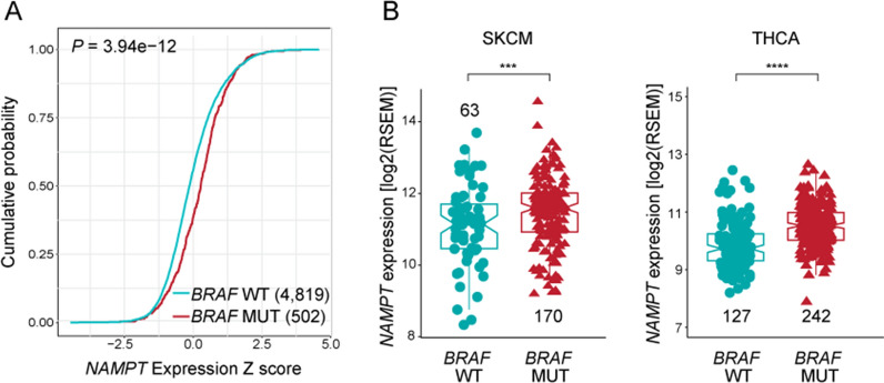 NAMPT expression is associated with BRAF mutations in TCGA cohort. A Cumulative distribution function (cdf) plot of NAMPT expression in BRAF wild-type (WT, in cyan) and BRAF mutated (MUT, in red) tumor samples from the TCGA cohort. The shift toward the right for the cdf indicates NAMPT increased expression in BRAF mutated samples. N of samples for each group are indicated in the brackets. Statistical significance was calculated using Kolmogorov–Smirnoff test. B Boxplots representing NAMPT expression levels in BRAF WT vs. BRAF MUT SKCM and THCA samples of the TCGA cohort. N of samples in each group are indicated (excluding from the analysis NRAS and C-KIT mutated samples). Statistical significance was calculated using Mann–Whitney test. Significance was represented as: *p ≤ 0.05, **p ≤ 0.01, ***p ≤ 0.001, ****p ≤ 0.0001