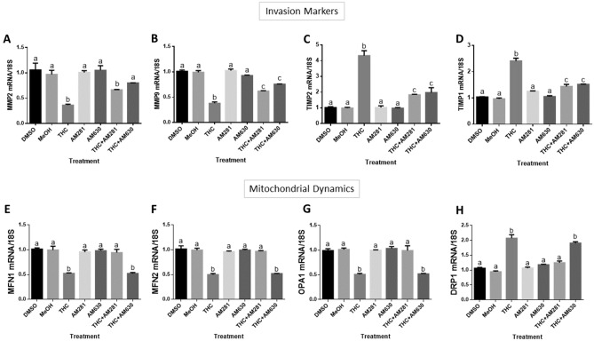 CBR-THC binding reduces invasive potential and disturbs mitochondrial dynamics in HTR8/SVneo cells. HTR8/SVneo cells were treated for 48 h as described in “Methods”, with DMSO and methanol (MeOH) used as vehicle controls. Summary histograms of relative MMP2 (A), MMP9 (B), TIMP2 (C), TIMP1 (D) MFN1 (E), MFN2 (F), OPA1 (G) and DRP1 (H) transcript expression in each treatment group normalized to 18S, then compared to the gene in the vehicle controls. Significant differences were determined by a one-way ANOVA, followed by a Bonferroni post hoc test. Data are presented as means ± SEM (n = 3). Different letters denote significant differences compared to vehicle controls (A–H, P < 0.0001). THC: 20 µM; AM281: 1 µM; AM630: 1 µM.