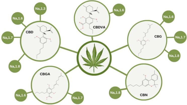 Chemical structures of selected cannabinoids and their modulatory effects on voltage-gated sodium channels (Nav). Cannabidiol (CBD), cannabidivarinic acid (CBDVA), cannabigerol (CBG), cannabinol (CBN), and cannabigerolic acid (CBGA) are shown with their reported inhibitory activity on Nav subtypes