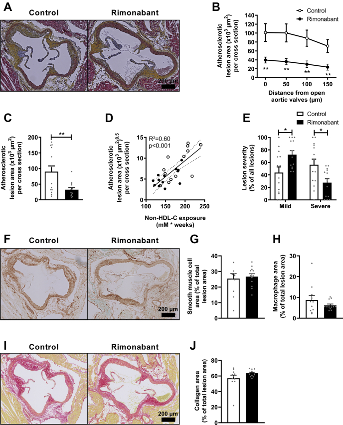 Rimonabant attenuates atherosclerotic plaque development. Female Western-type diet-fed APOE∗3-Leiden.CETP mice were fed with or without supplementation of the cannabinoid type 1 receptor inverse agonist rimonabant for 20 weeks. Mice were sacrificed, and hearts were collected. A: Cross-sections of the aortic root area were stained with hematoxylin-phloxine-saffron, and pictures of representative cross-sections are shown. B: Atherosclerotic lesion area was determined and is expressed as a function of distance from the appearance of open aortic valves, from which (C) the mean atherosclerotic lesion area was calculated. D: The square root of the mean atherosclerotic lesion area from C was plotted against the total non-HDL-C exposure. E: Lesions were categorized according to lesion severity and expressed as a percentage of total lesions. G: The smooth muscle cell (brown staining), (H) macrophage (green staining), and (J) collagen (red staining) area were measured within type III lesions, and (F, I) pictures of representative cross-sections are shown. Data are presented as mean ± SEM and individual data points. ∗P < 0.05 and ∗∗P < 0.01.