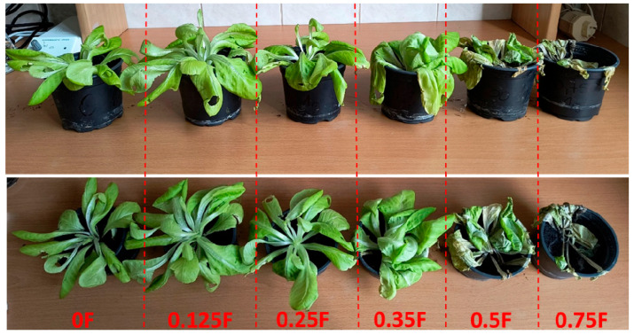 The salad plants planted with 1 g of foil at concentrations ranging from 0F to 0.75F, from left to right.