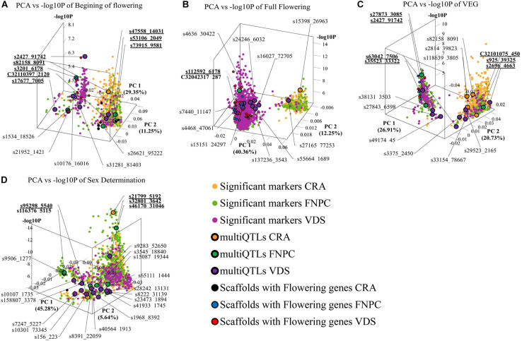 3D scatter plots of PCAs depicting variation in the allele frequency profiles of significant markers for, respectively, beginning of flowering (A), full flowering (B), length of the vegetative growth period (VEG) (C), and sex determination (D). X-axes indicate Principal Component 1, Y-axes indicate Principal Component 2, and Z-axes indicate the significant level of the GWAS association (–log10P). Each plot is shown in the angle that represents better the results. Each dot represents a significant QTL-marker from the GWAS analysis. Orange, green, and purple dots indicate significant QTL-markers detected in CRA, FNPC, and VDS, respectively. Orange, green, and purple dots with a black circle represent the representative QTL-markers of QTLs of the MultiQTL models from CRA, FNPC, and VDS, respectively. Black, blue, and red dots with a black circle represent scaffolds with significant QTL-markers associated to the trait in the GWAS with flowering/sex related genes in CRA, FNPC, and VDS, respectively (Table 3). QTL-names in bold and underlined indicate representative QTL-markers from different MultiQTLs models that belong to QTL regions across locations.