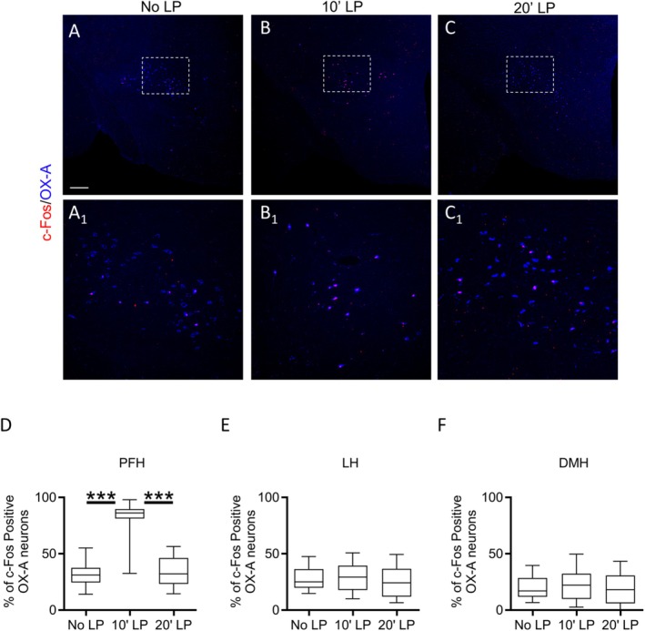Blue light exposure increases c‐Fos expression in OX−A neurons in the PFH. (A–C) Confocal microscopy showing colocalization of c‐Fos (green) and OX‐A (red) immunoreactivity in the PFH of mice under No LP, 10′LP or 20′LP blue light pulse exposure. Scale bar: 300 μm. (A1–C1) Magnification of the details highlighted in the squares depicted in A–C. (D–F) Percentage of c‐Fos/OX‐A‐immunoreactive neurons in the PFH, LH, or DMH of mice under No LP, 10′LP, or 20′LP blue light pulse exposure. n = 30 sections/mouse; n = 6 mice/group. Kruskal–Wallis Test and Dunn's post hoc test, ****p < 0.0001, DF = 2, Kruskal–Wallis statistic = 48.56. Mean ± SEM.