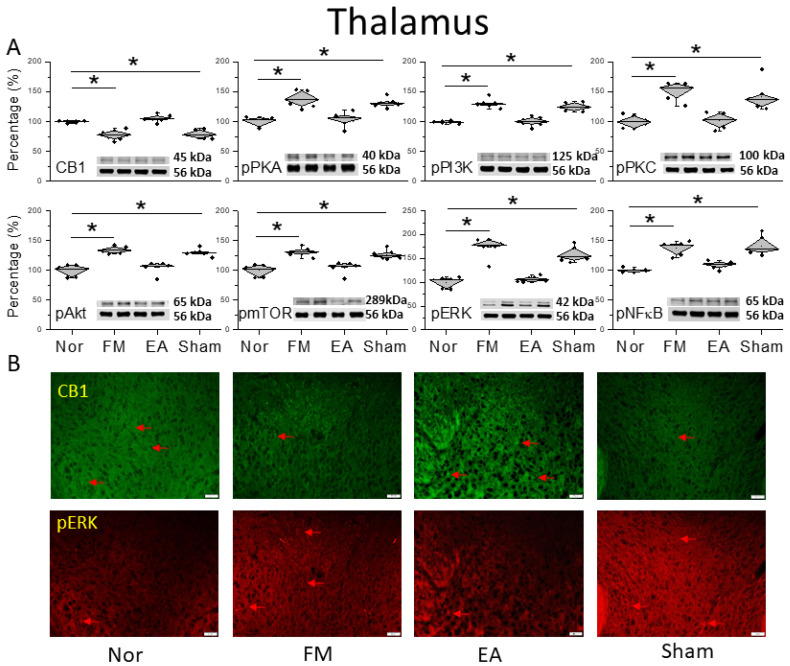 Protein levels of CB1 and related molecules in the thalamus. Western blots with four lanes indicating proteins in the following groups: normal, FM, FM + EA, FM + sham EA. (A) CB1, pPKA, pPI3K, pPKC, pAkt, pmTOR, pERK, and pNF-κB. * Significant difference between normal and others. n = 6. (B) CB1 and pERK immuno-positive (green or red) signals in the mice thalamus. Red arrows mean immune-positive signals. n = 3 in all groups.