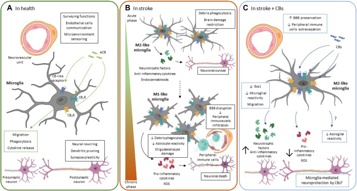Microglial ECS function. (A). In healthy conditions, microglia participate in pivotal functions for proper neuronal functioning such as dendritic pruning, neural rewiring, secretion of trophic factors and synaptic plasticity. The main function of resting microglia is to monitor the brain parenchyma through their widely branched morphology and to quickly detect any type of cellular alteration or damage. Cannabinoid receptor activation regulates the phenotypic polarization of microglia, migration, cytokine production and phagocytic capacity of these cells. (B). Microglial response to ischemic stroke follows a spatio-temporal pattern. Initially, in the acute phase, there is a significant increase in the number of M2-like microglial cells in the ischemic area. The M2-like phenotype is considered protective since it acquires phagocytic capacity that allows it to eliminate the dead cells debris. In addition, they release neurotrophic factors and anti-inflammatory cytokines in an attempt to limit neuronal damage. However, during the chronic phase of stroke M1-like cells proliferate and are recruited to the injury area. M1 microglia release pro-inflammatory cytokines and ROS that contribute to exacerbate neuronal death, oligodendrocyte damage and astrocyte activation. The inflammatory response also contributes to BBB rupture and the release of chemoattractant factors from peripheral immune cells. The M1 phenotype is characterized by the acquisition of an amoeboid morphology, without branching and losing its phagocytic capacity thus preventing tissue repair. The expression of CB1R and CB2R as well as other ECS-related receptors has been upregulated in different in vitro and in vivo stroke models. However, its specific role in microglia is still unknown. (C). The protective effects observed after treatment with CBs in different stroke models include modulation of microgliosis. Reduction in the number of microglia cells was not only observed, but also induced polarization towards the M2-like phenotype. The M2-like microglia contributes to tissue repair, as it has phagocytic capacity and releases trophic factors. In addition, it releases anti-inflammatory cytokines limiting brain damage and preserving the BBB, thus decreasing peripheral immune cell extravasation. Green arrows and boxes: eCB-mediated effects; blue arrows and boxes: CB-mediated effects. BBB: brain-blood barrier; CB1R: cannabinoid receptor 1: CB2R: cannabinoid receptor 2; CBs: cannabinoids; eCBs: endocannabinoids; ROS: reactive oxygen species.