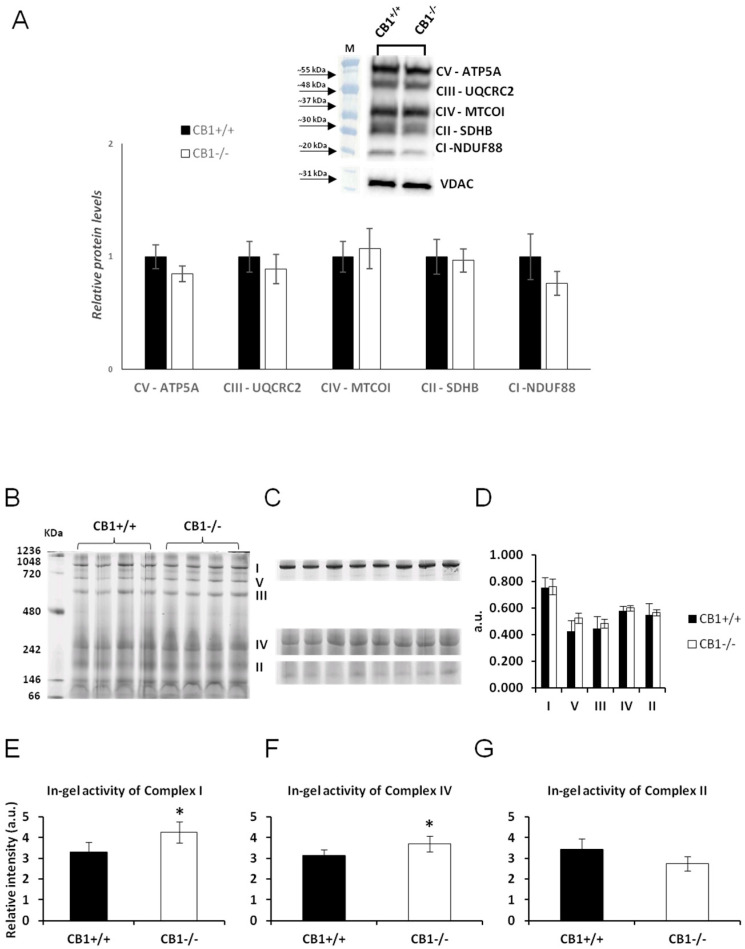 CB1 deletion affects the functional/structural organization of the respiratory chain. (A) Representative immunoblots of CI–CV respiratory chain complex protein levels in skeletal muscle mitochondria of CB1+/+ and CB1−/− mice. Histograms show the results of the densiometric analysis of immunoblots. B-ACTIN was used as a loading control. (B) BN-PAGE-based analysis of individual respiratory complexes from dodecylmaltoside-solubilized crude mitochondria from skeletal muscle of CB1+/+ and CB1−/− mice. Representative image of a Coomassie blue-stained BN-PAGE gel. Bands characteristic of individual OXPHOS complexes are recognizable. The molecular weights of standard proteins and the relative position of the respiratory complexes (I–V) are indicated. (C) Representative images of histochemical staining of complex I (I), complex IV (IV), and complex II (II) in-gel activity. (D) Densitometric quantification of the blue bands corresponding to individual complexes (arbitrary units, a.u.). (E–G) Densitometric quantification of bands corresponding to individual in-gel activity of complex I, IV, and II (relative intensity, in arbitrary units, a.u.). Protein extracts were prepared for each animal, and each individual was assessed separately. Protein load was 15 µg/lane. Data were reported as relative intensity and presented separately for each treatment (means ± SD; n = 5). * p < 0.05 vs. CB1+/+.