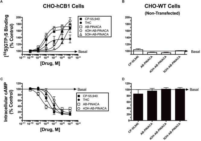 Quantification of intrinsic activity of SCBs at hCB1Rs by examining modulation of G-protein and adenylyl cyclase activity in CHO-hCB1 and non-transfected wild-type (CHO-WT) cells. G-protein activation in CHO-hCB1 (A) or CHO-WT (B) cell membranes by SCBs to compare CB1R potency and efficacy. Membranes (50 μg) prepared from CHO-hCB1 cells were incubated in the presence of 0.1 nM [35S]GTPγS with increasing concentrations (10-10 to 10-5 M) of CP-55,950 (filled squares), Δ9-THC (filled circles), AB-PINACA (open squares), 4OH-AB-PINACA (open circles) or 5OH-AB-PINACA (open triangles) (see section “Materials and Methods”). Data points presented are the mean ± SEM of basal G-protein activity in the presence of test compounds. Curve fitting of concentration-effect curves via non-linear regression was employed to determine the ED50 (measure of potency) and Emax (measure of efficacy) for G-protein activation by each agonist. The mean ± SEM and statistical comparison of ED50 and Emax values calculated for each SCB are presented in Table 2. Adenylyl cyclase activity in whole intact CHO-hCB1 (C) or CHO-WT (D) cells by SCBs to compare CB1R potency and efficacy. Following incubation of CHO-hCB1 cells with [3H]adenine for 4 h and washout, increasing concentrations (10-10 to 10-5 M) of CP-55,950 (filled squares), Δ9-THC (filled circles), AB-PINACA (open squares) or 4OH-AB-PINACA (open circles) were added to cells for 15 min (see section “Materials and Methods”). Data points presented are the mean ± SEM of basal intracellular cAMP in the presence of test compounds. Curve fitting of concentration-effect curves via non-linear regression was employed to determine the IC50 (measure of potency) and Imax (measure of efficacy) for adenylyl cyclase modulation by each agonist. The mean ± SEM and statistical comparison of IC50 and Imax values calculated for each SCB are presented in Table 2.