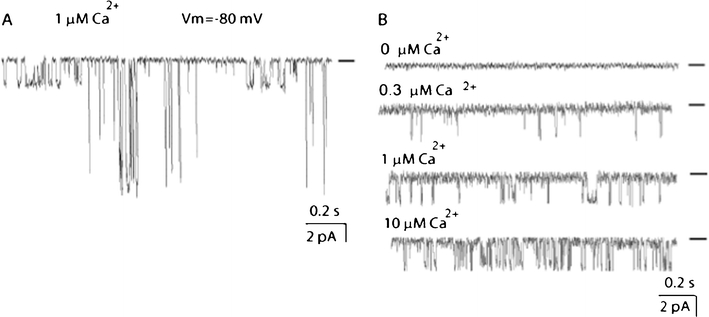 Functional IKCa channels are present in excised patches from EA.hy926 cells. a Representative single-channel recording out of seven independent experiments in inside-out patch exposed to 1 μM bath Ca2+ showing two types (large and intermediate conductance) of Ca2+-activated K+ single-channel activity. b Representative single-channel recording from four independent experiments in inside-out patch in the presence of bath Ca2+ as indicated. The patch was held at a holding potential of −80 mV. Pipette solution contained iberiotoxin (400 nM) and apamin (100 nM). Single-channel activity is denoted as downward deflections. Bars from the right indicate closed state of the channel