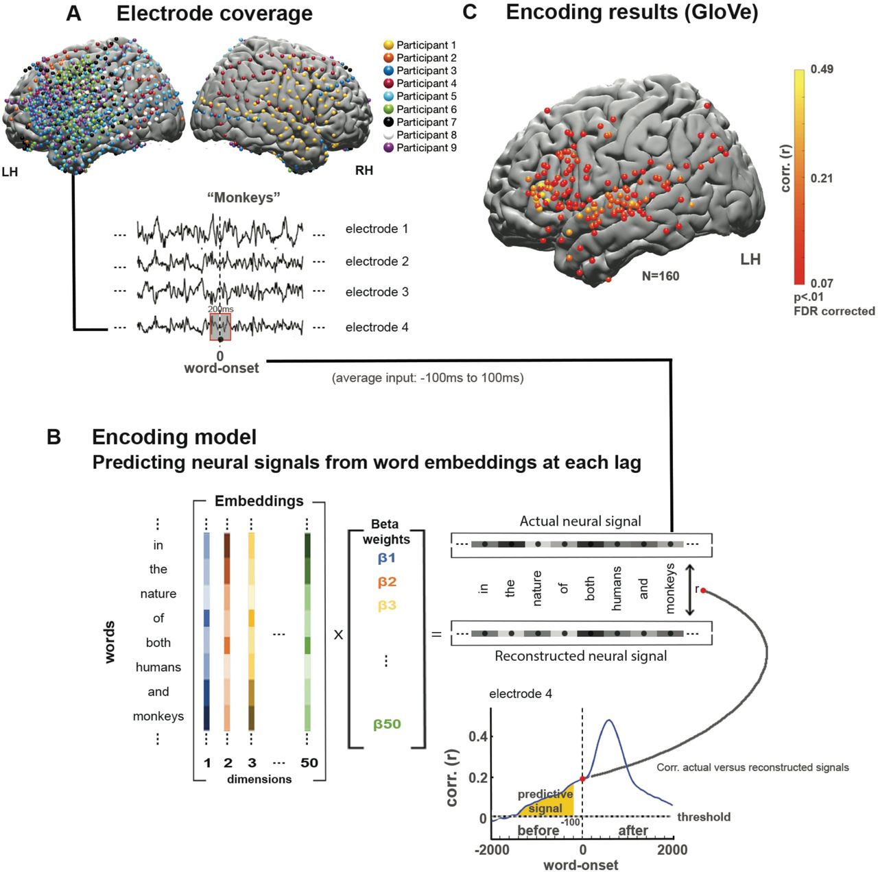 Linear encoding model used to predict the neural responses to each word in the narrative before and after word-onset.A) Brain coverage consisted of 1339 electrodes (across nine participants). The words are aligned with the neural signal; each word’s onset (moment of articulation) is designated at lag 0. Responses are averaged over a window of 200 ms and provided as input to the encoding model. B) A series of 50 coefficients corresponding to the features of the word embeddings is learned using linear regression to predict the neural signal across words from the assigned embeddings. The model was evaluated by computing the correlation between the reconstructed signal and the actual signal for a held out test word. This procedure was repeated for each lag and each electrode, using a 25 ms sliding window. The dashed horizontal line indicates the statistical threshold (q < .01 FDR corrected). Lags of -100 ms or more preceding word onset contain only neural information sampled before the word was perceived (yellow color). C) Electrodes with significant correlation at the peaked lag between predicted and actual word responses for semantic embeddings (GloVe).