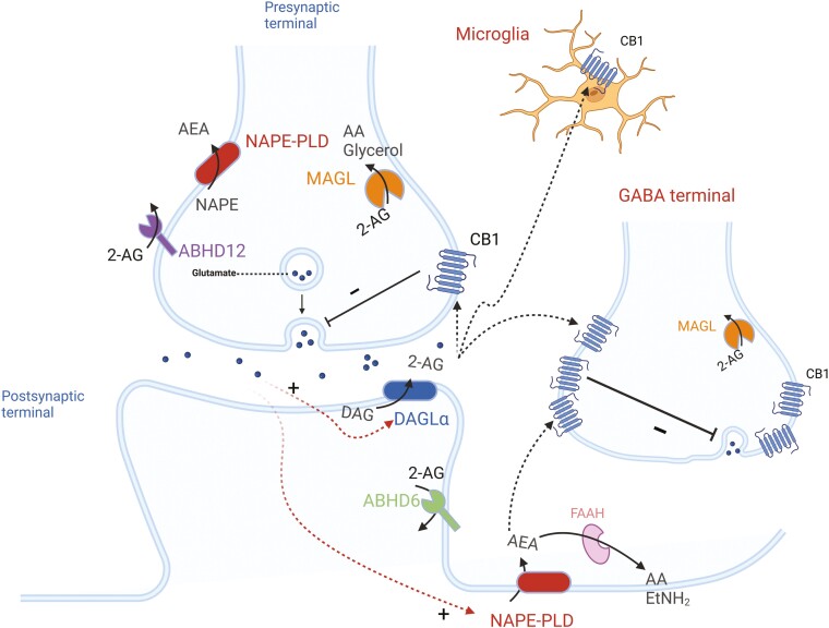 Simplified scheme of endocannabinoid retrograde signaling mediated synaptic transmission. The endocannabinoid system (ECS) is now known to exist in almost all animal phyla and consists of 2 known cannabinoid receptors (CB1 and CB2), 2 known endocannabinoids, anandamide or AEA and 2-AG, and their metabolic enzymes. AEA is catalyzed from N-acyl-phosphatidylethanolamine (NAPE) by NAPE-specific phospholipase D (NAPE-PLD) or by other routes not involving NAPE-PLD and is catabolized mainly by the fatty acid amide hydrolase (FAAH). FAAH is located primarily in postsynaptic terminals and is responsible for the degradation of AEA to arachidonic acid (AA) and ethanolamine (EtNH2). 2-AG is biosynthesized from diacylglycerol (DAG) by diacylglycerol lipase alpha (DAGLα). The degradation of 2-AG is mainly by monoacylglycerol lipase (MAGL) into AA and glycerol, and to a lesser extent by the alpha/beta domain-containing hydrolase 6 (ABHD6) and alpha/beta domain-containing hydrolase 12 (ABHD12). As lipids, endocannabinoids, mainly 2-AG, readily cross the membrane and travel in a retrograde fashion to activate CB1Rs located in the presynaptic terminals. Activated CB1Rs will then inhibit neurotransmitter (NT) release by suppressing calcium influx. 2-AG can also activate CB1Rs located in astrocytes, leading to the release of glutamate. Blunted arrow indicates inhibition; thick arrows indicate enzymatic process; dummy arrows indicate translocation. AEA, N-arachidonoylethanolamine; 2-AG, 2-arachidonoylglycerol; GABA, gamma-aminobutyric acid. The figure was adapted from Seillier et al.92 and generated using BioRender (Agreement number: SP27NE5SL2).