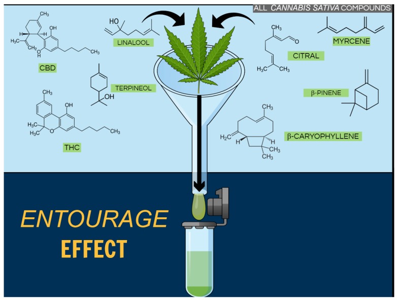 Entourage effect. Beyond the Δ9- tetrahydrocannabinol (Δ9-THC) and cannabidiol (CBD), there are many compounds present in Cannabis sativa, including terpenoids (such as linalool, terpineol, and citral), which could contribute to beneficial effects related to this plant. However, the underlying mechanism of these medicinal effects is largely unknown when molecules are associated. Figure created using the Mind the Graph platform.